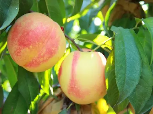 河北购买石黄果来这里