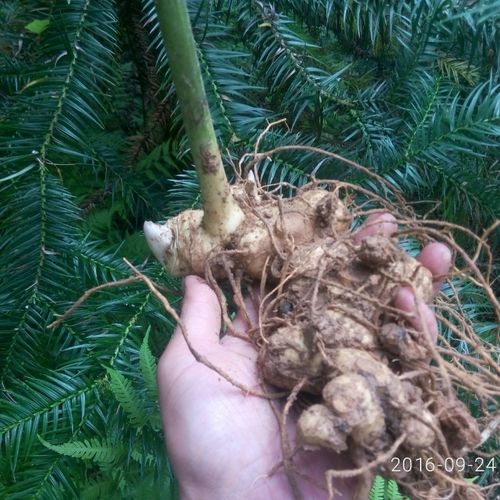 湘西食用农产品山区纯野野生黄精老虎鸡头新鲜黄精