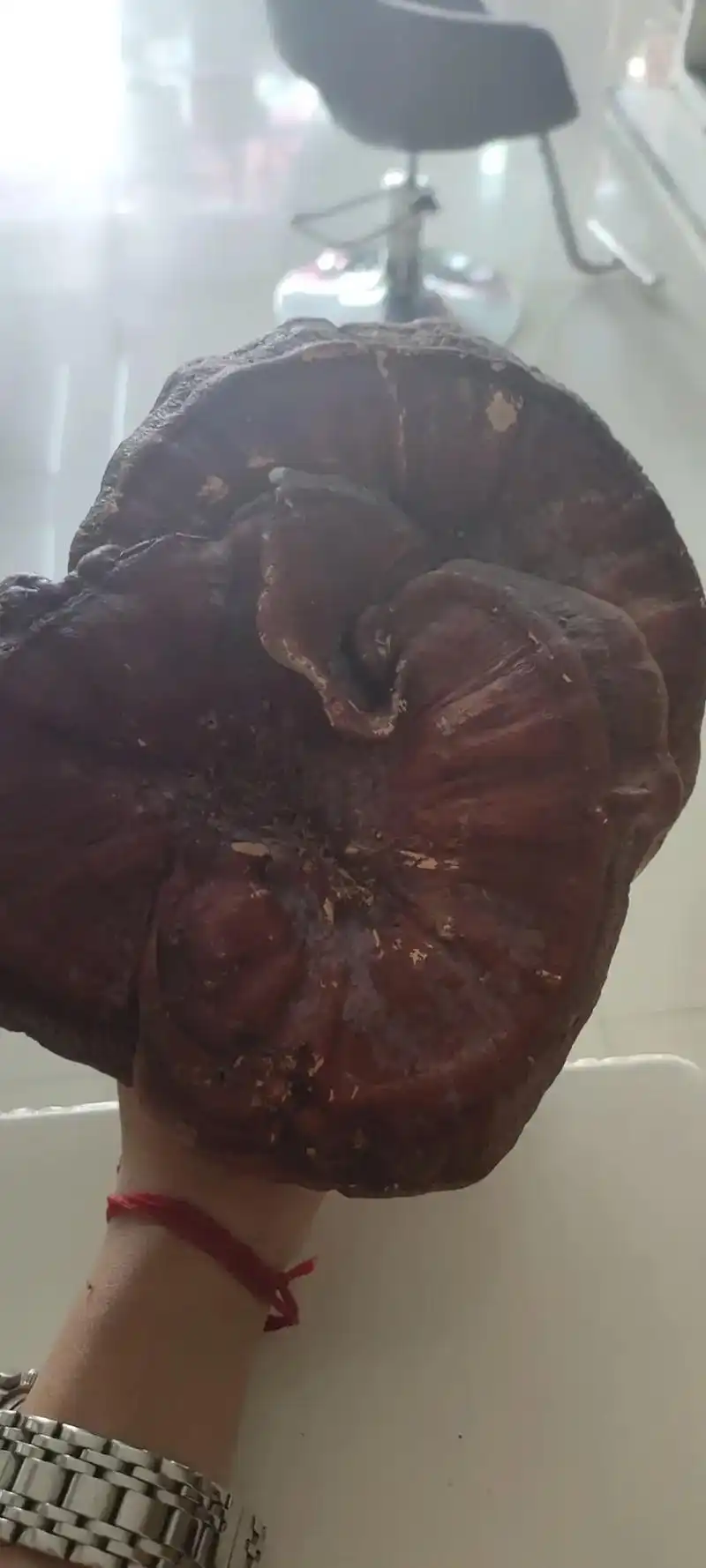 野生百年双生灵芝,长29厘米宽24厘米#惊不惊喜意不意外 # - 抖音