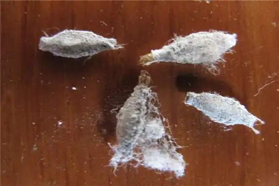 家里有衣蛾一定有窝吗如何去除衣蛾