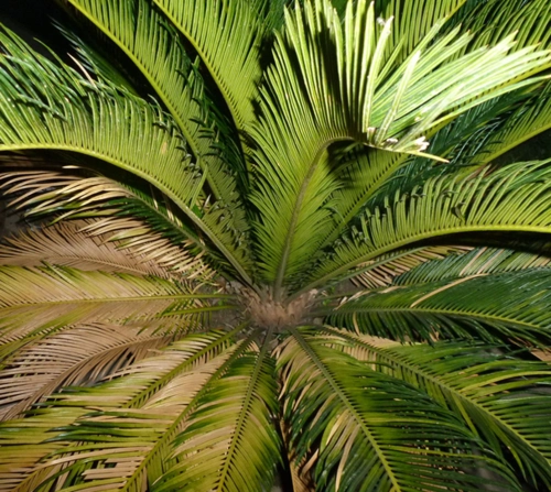 剑叶铁树的主治