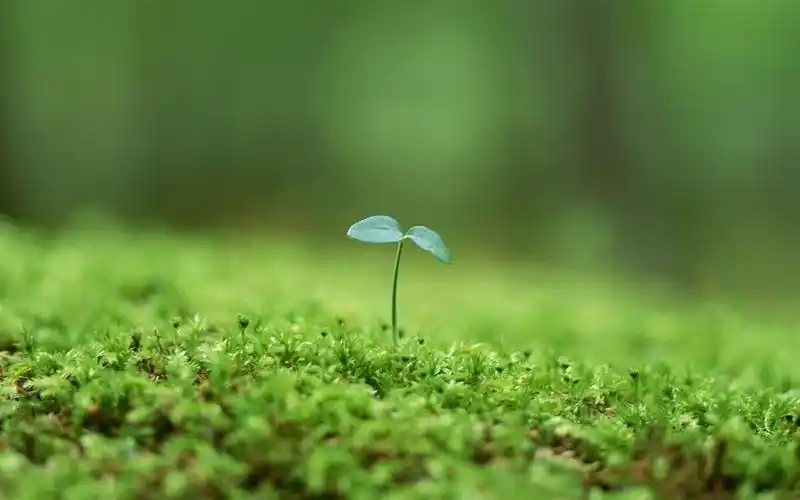 清新的绿芽特写壁纸7 - 1280x800