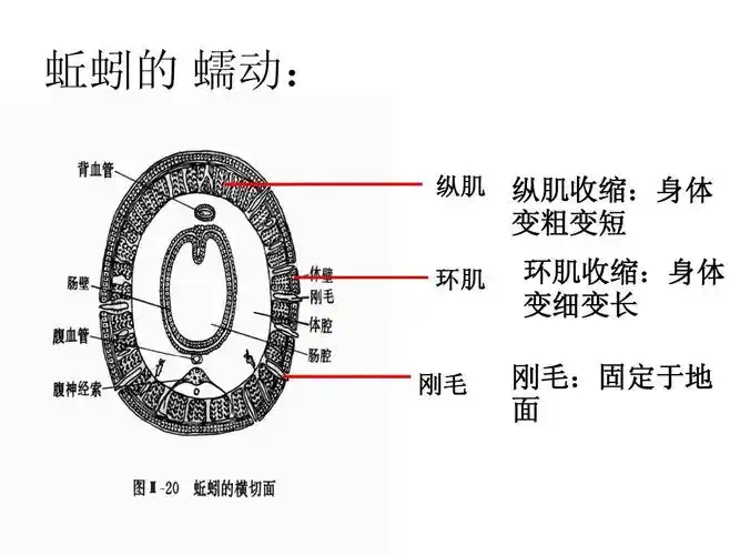 生 《动物的运动与饲养场所》课件1(25张ppt)(冀教版八年级上) 蚯蚓的