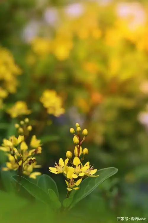 风光摄影:黄色花朵金英