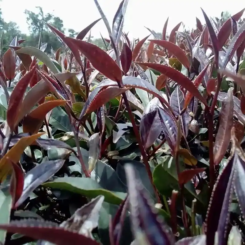 每日一茶 #紫娟红茶……花青素之王,被称为"口服的皮肤化妆品 - 抖音