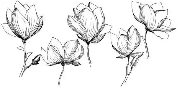 玉兰以矢量风格隔开.植物全名: 玉兰.