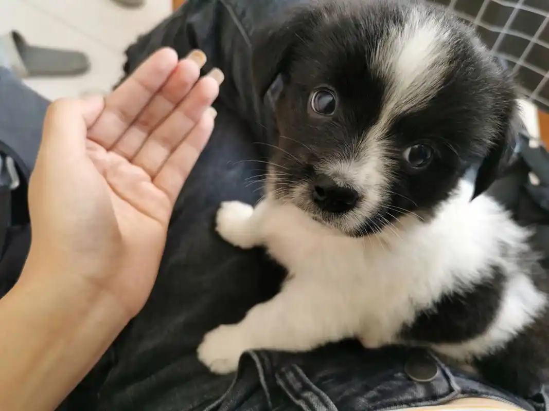 这是蝴蝶犬串的土狗还是什么呢?