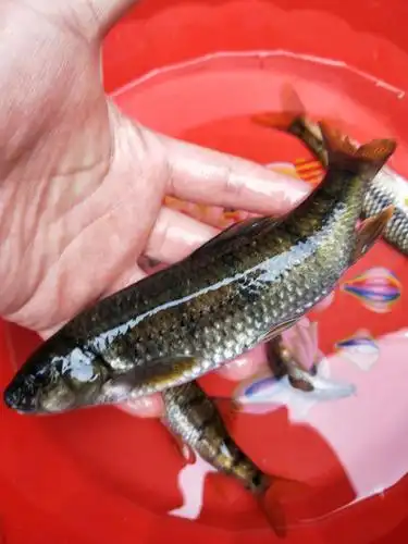 这石斑鱼!漂亮吧!这可是姑父公带着我和爸爸去河里捕的!年年有余嘛!