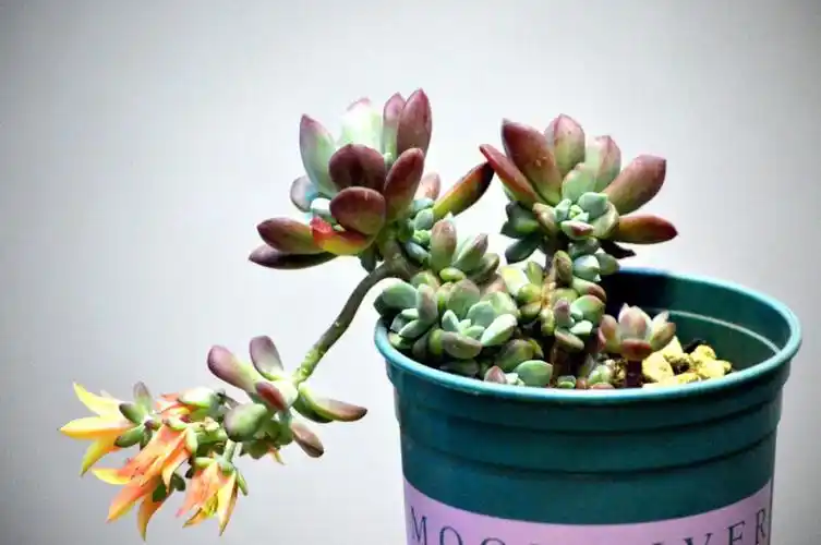 多肉开花的代价