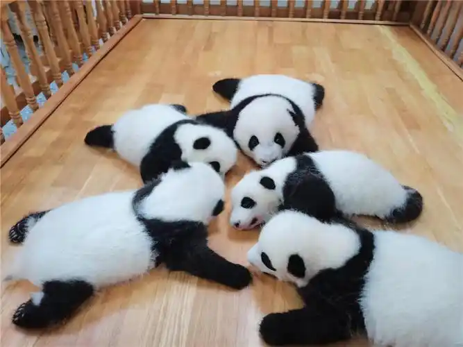 静静的斧头山,大熊猫们幸福"居家"【2】