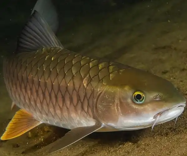 军鱼是什么鱼(个头小巧的军鱼,为何被称为淡水之王)-问答屋