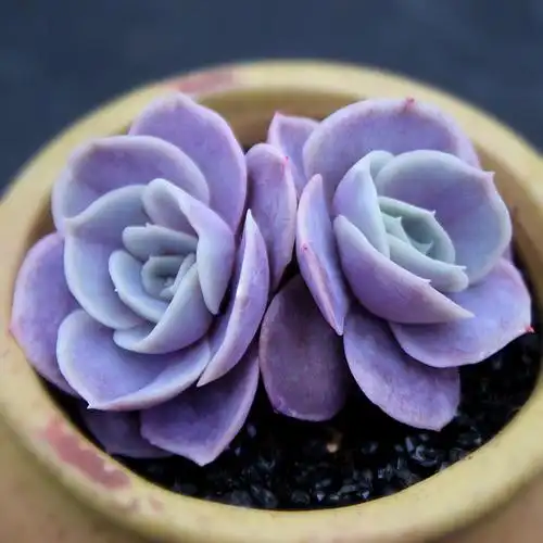 多肉植物组合盆栽绿植花卉蓝色惊喜防辐射甲醛多肉植物