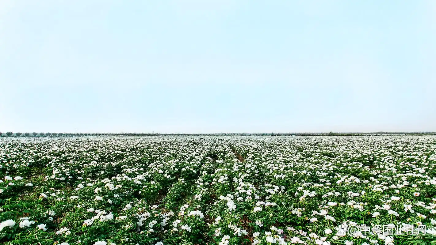 智健源丨全球最大有机牡丹种植基地,源头直供有机牡丹籽油