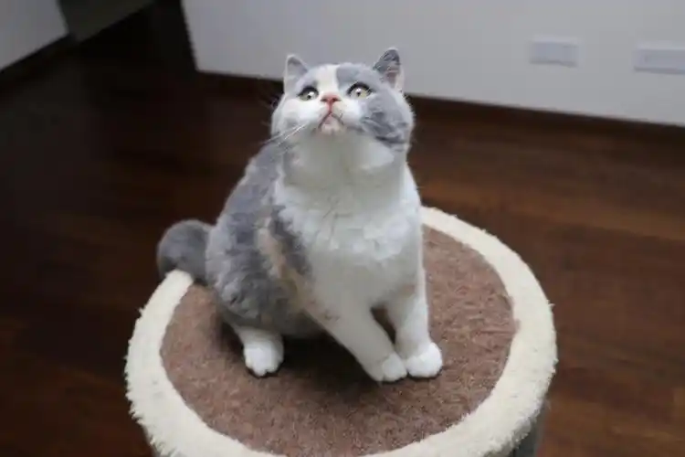 903英短三花-母-五粉 沐米猫舍 英短三花