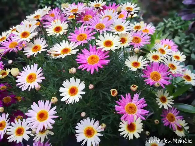 玛格丽特,叶子长得像茼蒿菜,花开却惊艳整个阳台