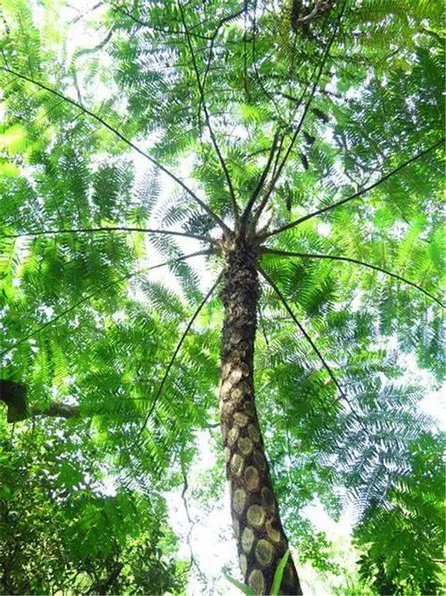 笔筒树 - 乔木 - 广州市林业园林科技推广服务平台