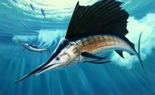 旗鱼:短距离第一速度