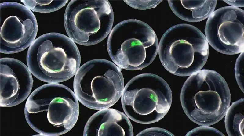 雄性斑马鱼会猛烈的追求雌性斑马鱼,然后两者分别将精子与卵子排放在