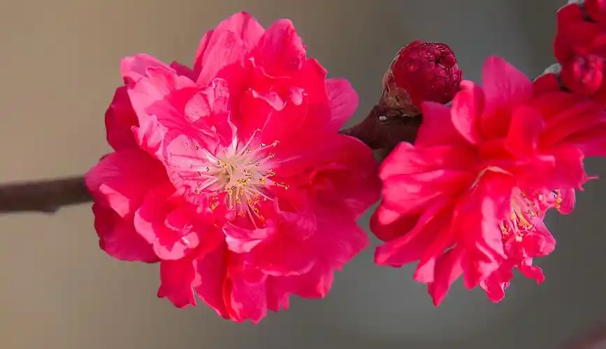 春光三月桃花红(组照)