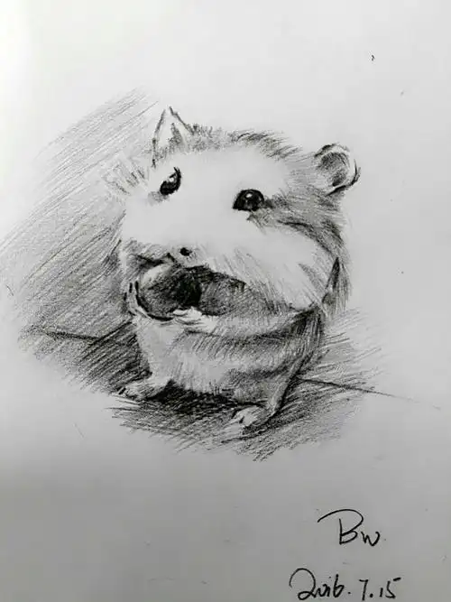 素描仓鼠