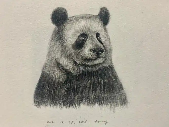 熊猫速写练习零基础手绘