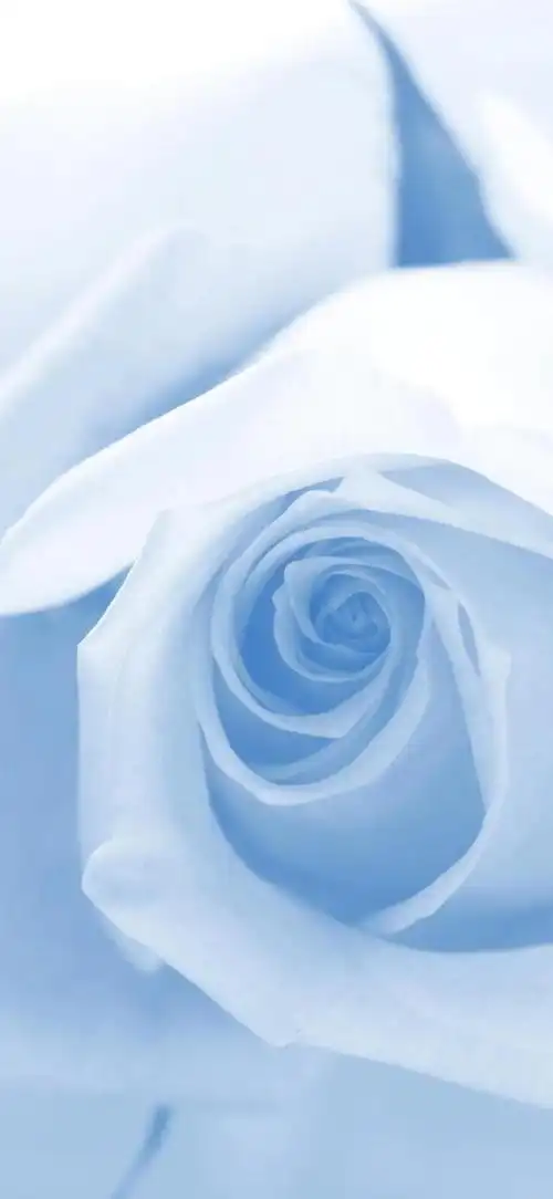 玫瑰壁纸,红的似火,紫的如霞,白的像雪.