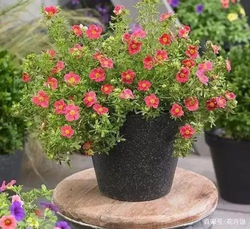 冬季就养这5种耐寒花,北方露养也能过冬!