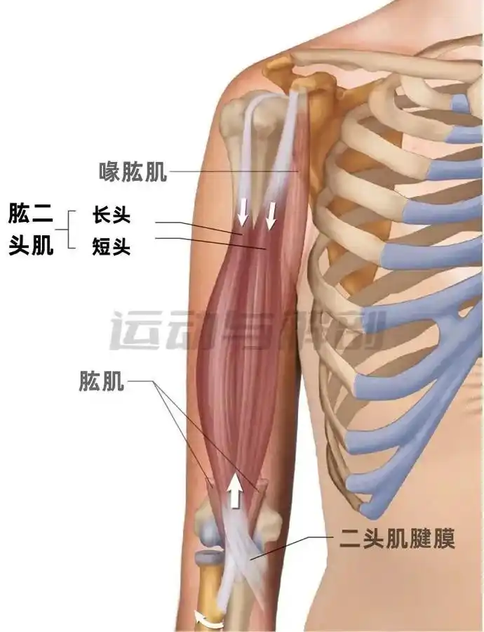 肱二头肌发炎.#健康小妙招上热门  因外伤或劳损后急性发病. - 抖音
