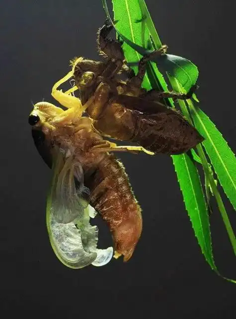 金蝉脱壳署天到, 知了鸣叫气温高. 防暑降温要做好, 保护身 - 抖音