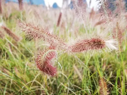 狗尾巴草的秋天