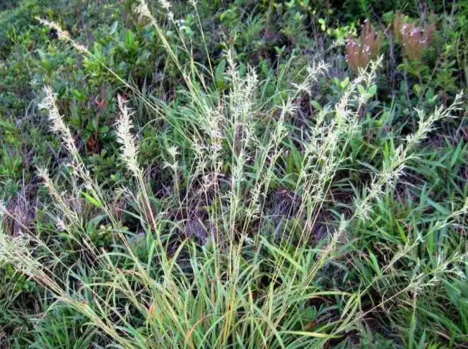 生产茅花香,茆花香特异来源于生产中药材基源:为禾本科植物香茅草的花