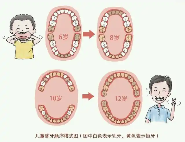 白色表示乳牙,浅黄色表示恒牙