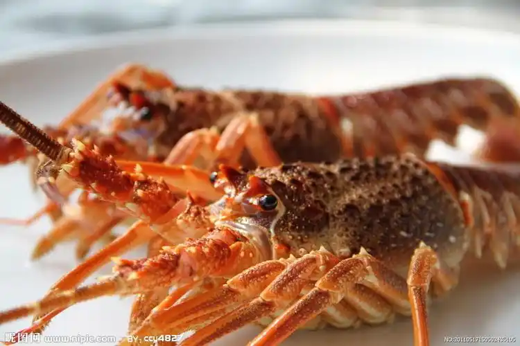澳洲大龙虾图片