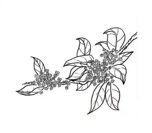 湖南桂花糖简笔画