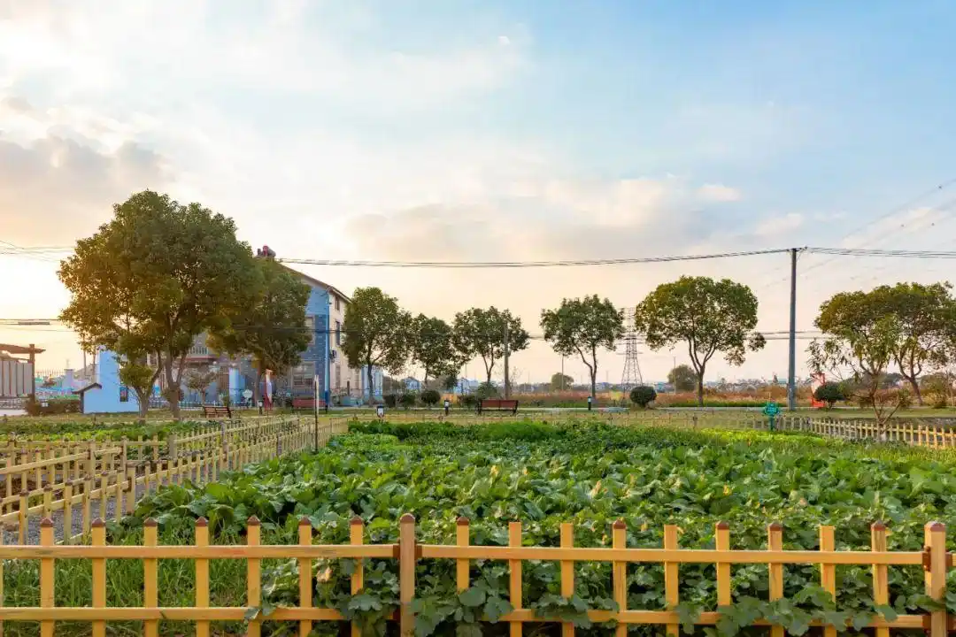 伲相城人的"美丽庭院""美丽菜园",真格灵!