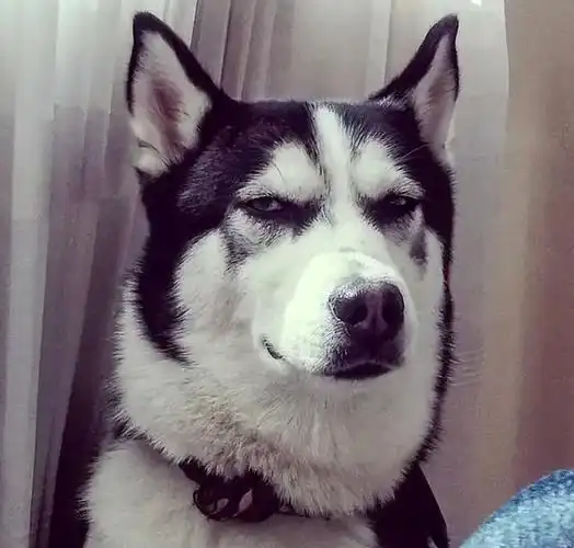 相信很多人都被哈士奇各种搞笑可爱的表情包所魅惑,都想养一只哈士奇