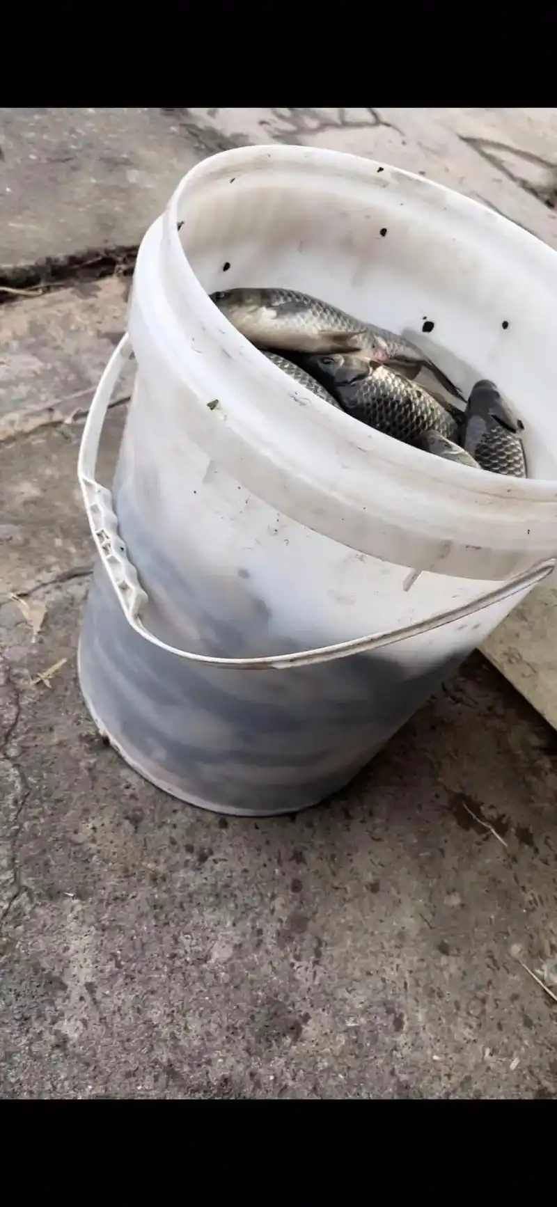 每天一桶鱼吃喝不用愁 - 抖音