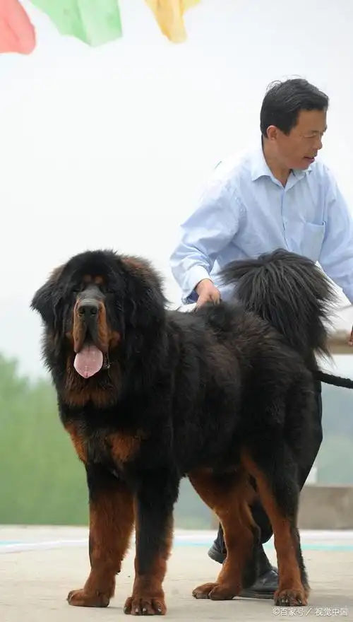 藏獒的寿命有多长以及性格特点