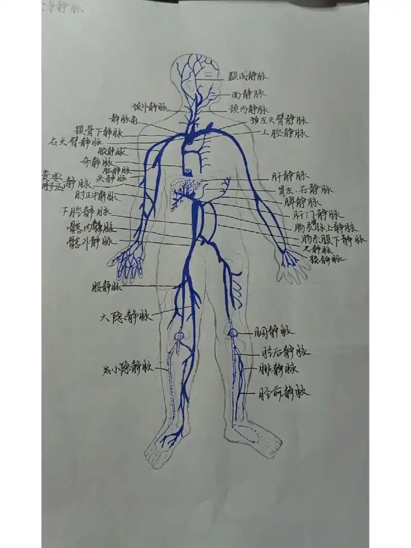 医学生/手绘铅笔,红蓝分色全身动静脉图
