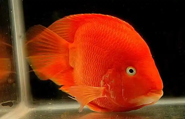 鹦鹉鱼种类图片大全