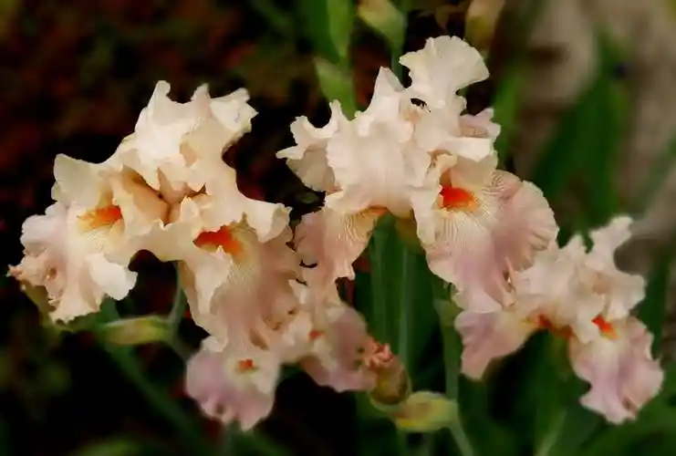 鸢翱长空显雄姿,尾落园中花妖艳!(美丽的鸢尾花)