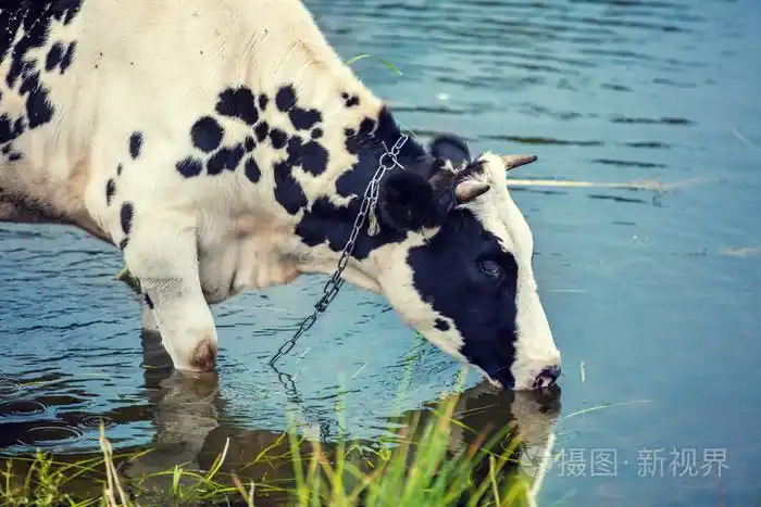 母牛从河里喝水