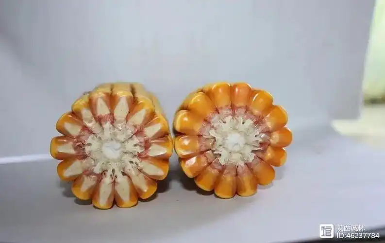 三秦中药玉米轴