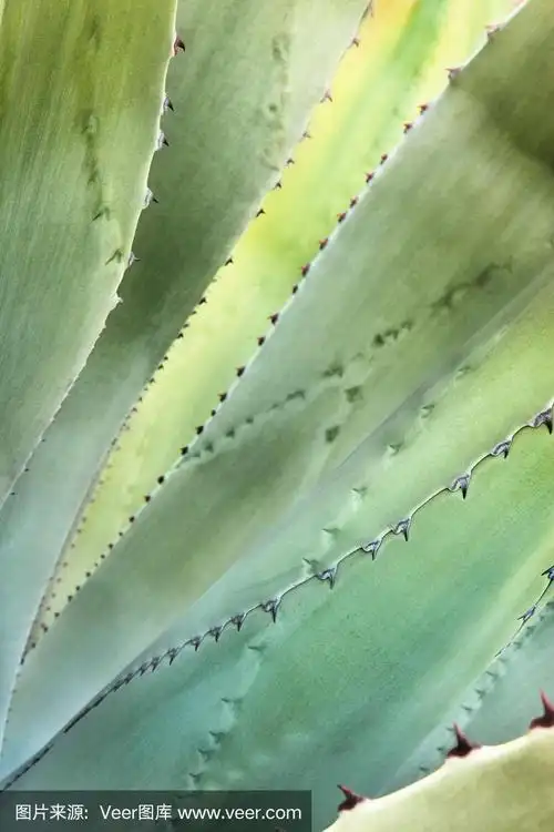龙舌兰肉质植物叶刺