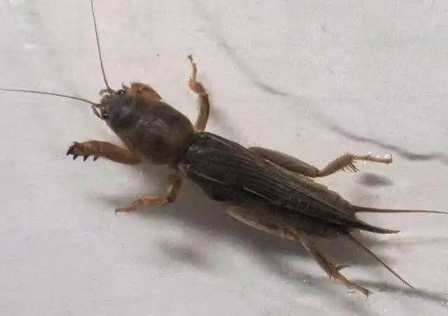 蝲蝲蛄是一种危害很大的昆虫,它以掘土为生,其学