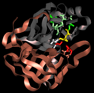 serine proteases part 3