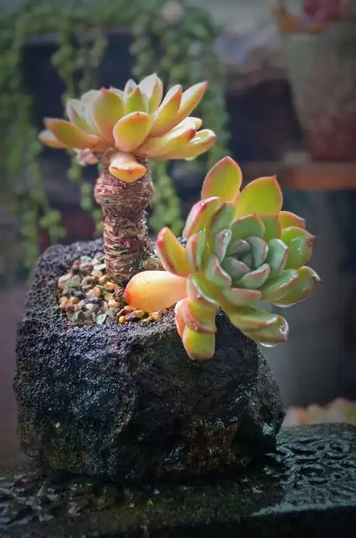 等你下课～赏多肉【本篇已独家授权多肉植物百科】