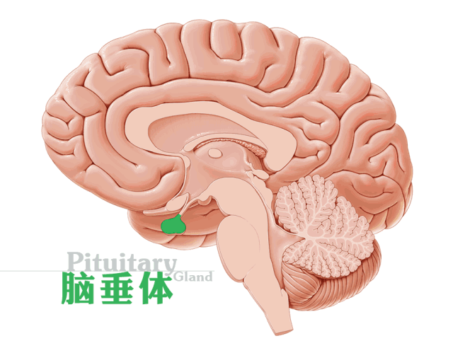 电解质,人体的高矮,胖瘦,男性性征如胡须,女性的月经等也都是脑垂体的