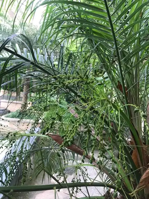 3.软叶刺葵:棕榈科-刺葵属(2019年7月6日拍摄于小区花园)