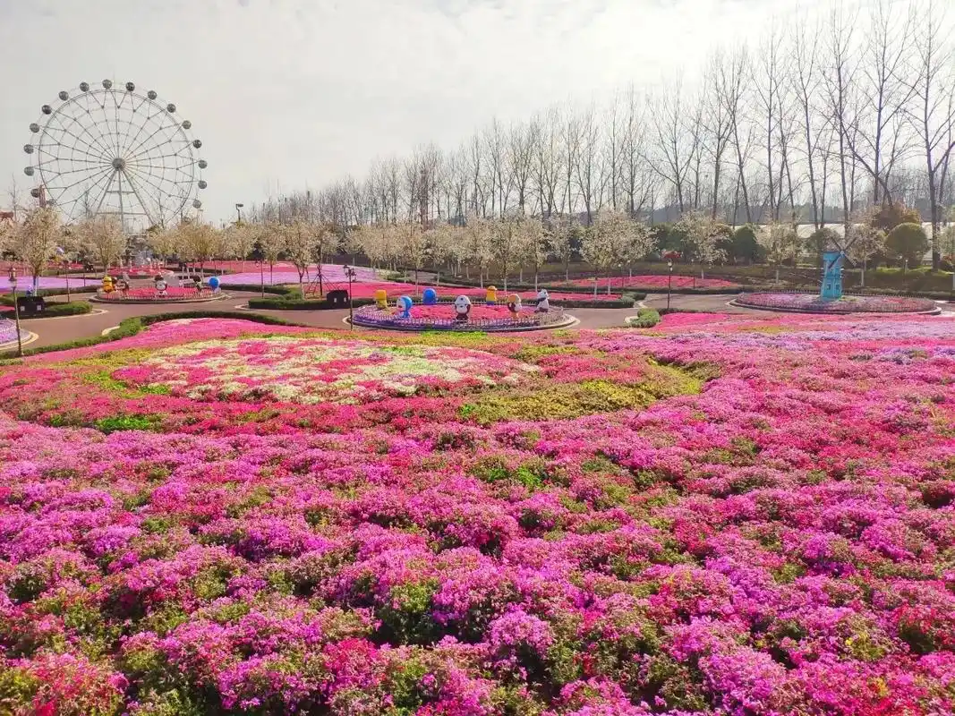 云幽谷最美芝樱花云幽谷最美花期即将到来